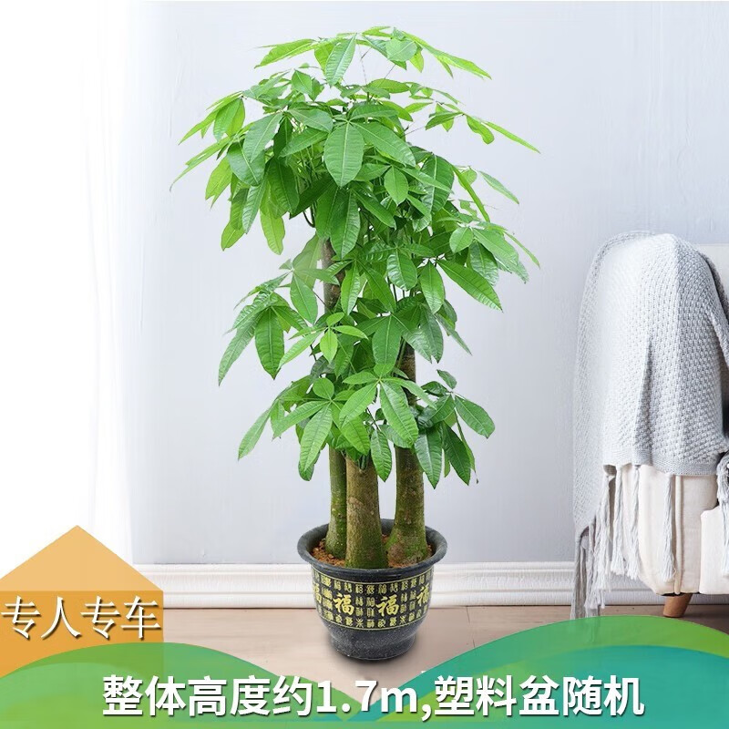 查大型绿植商品价格的App哪个好|大型绿植价格比较
