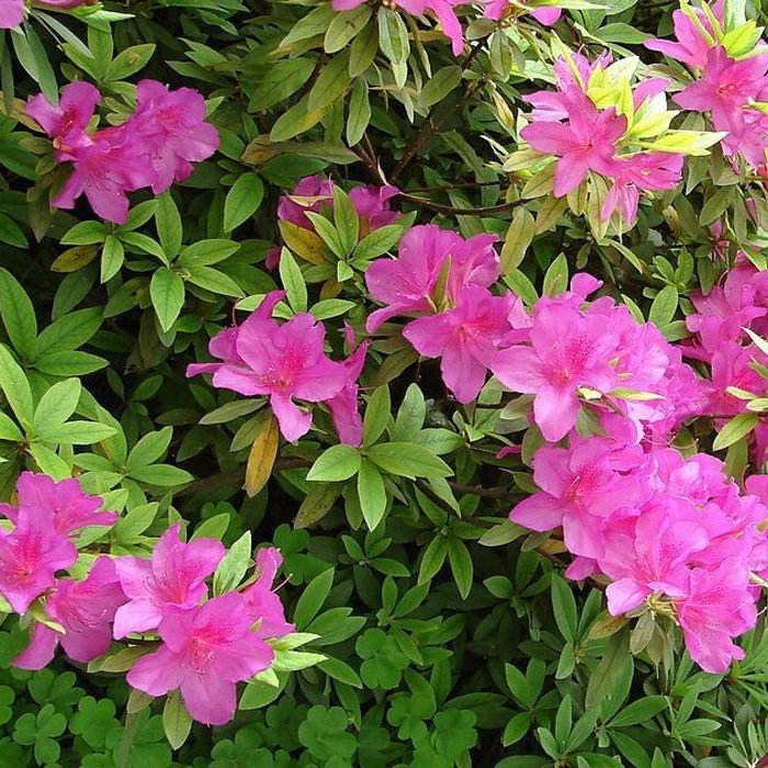 春枝韵菜友毛娟小苗映山红树苗庭院绿化植物杜鹃苗夏娟紫鹃工程苗 20