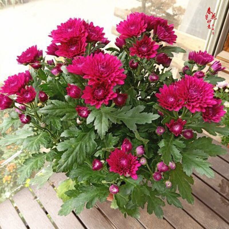 耐高温植物带花苞菊花盆栽菊花苗花卉室外室内阳台办公桌 红菊花 不含