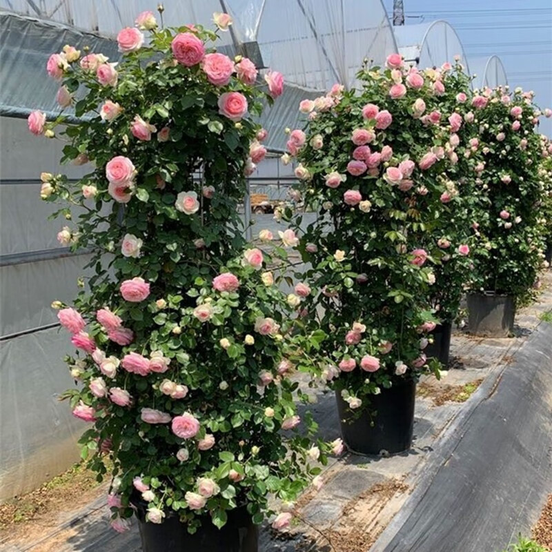 曼杉园(manshanyuan)成品月季花柱龙沙宝石欧月玫瑰花苗柱形造型花镜