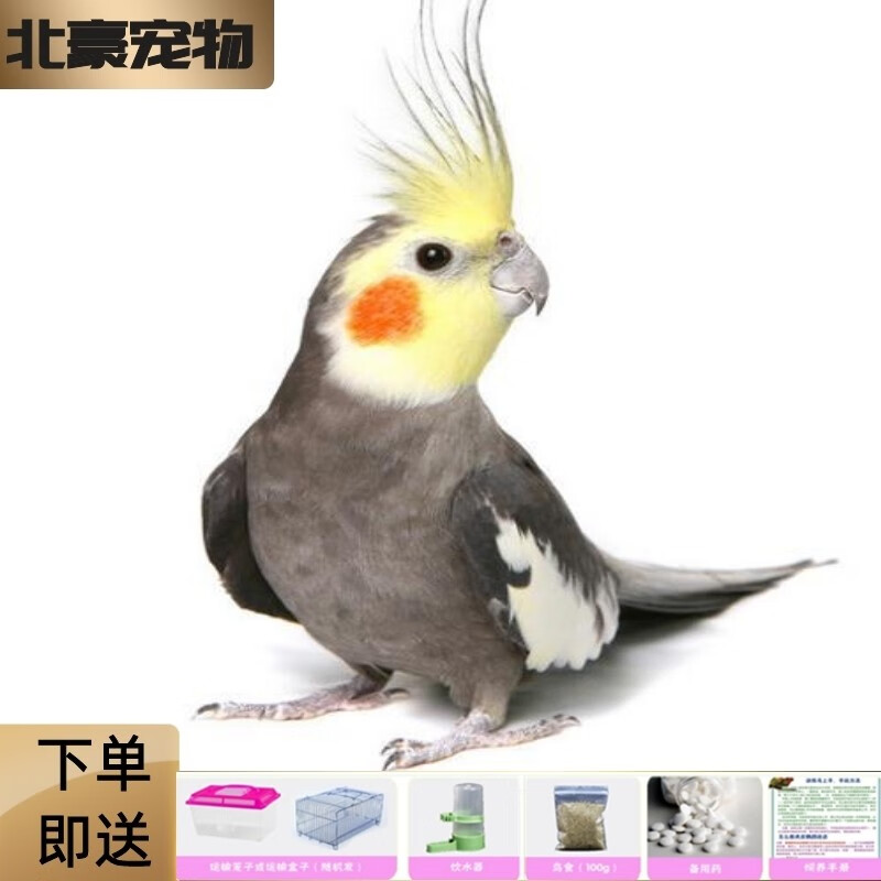 鹦鹉活体鹦鹉鸟活体鹦鹉活体虎皮鹦鹉玄凤鹦鹉活体 原始灰玄凤一只