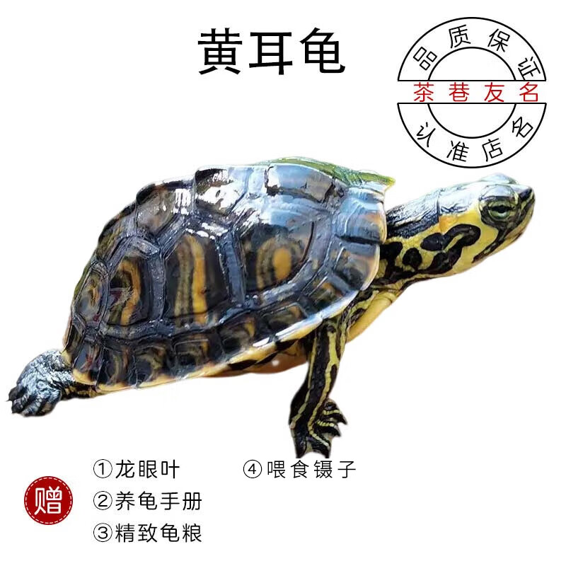 茶巷友名 黄耳龟深水小乌龟活体长寿家养宠物观赏招财 3-4cm黄耳龟