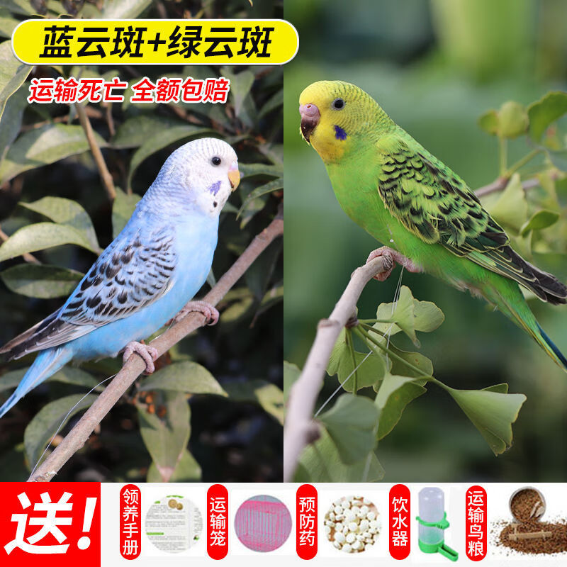 鹦鹉活体幼鸟成年手养宠物虎皮鹦鹉 绿云斑 蓝云斑【包教说话】 送 鸟