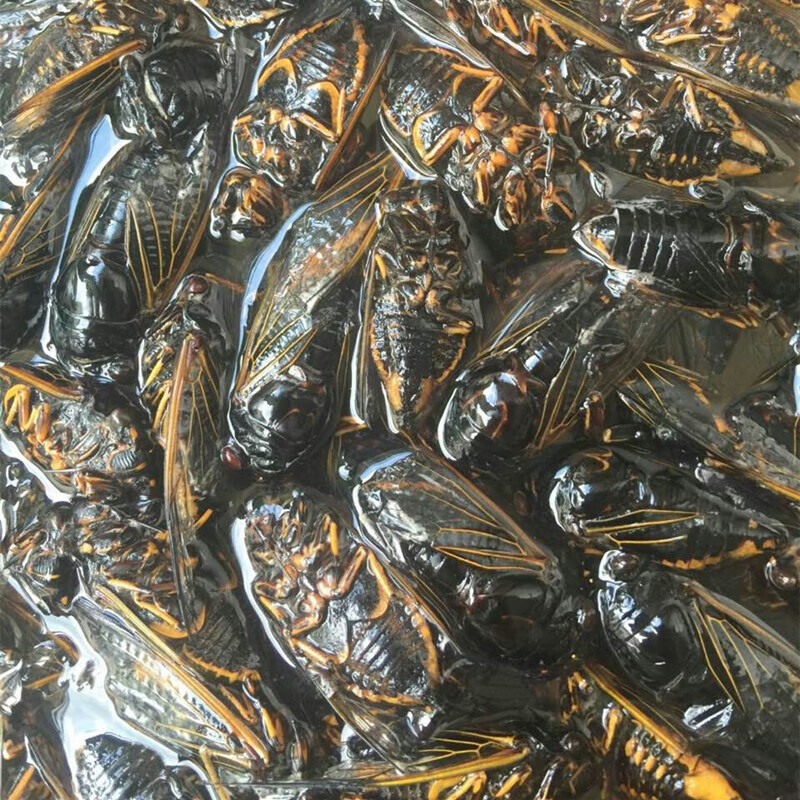 虎钢馋2020年新鲜冰冻黑知了猴蜕皮黑蝉爬叉猴老知了龟唐僧肉500g