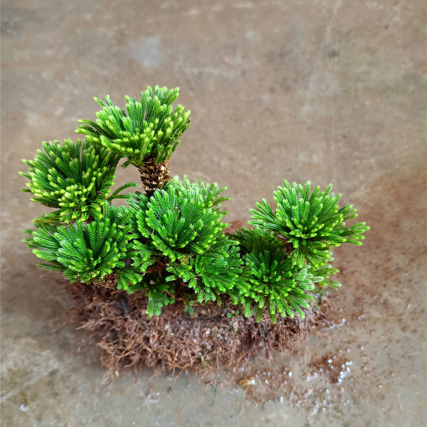 mivm九死还魂草卷柏 见水还阳复活草 庭院室外阳台盆景盆栽绿植园艺草