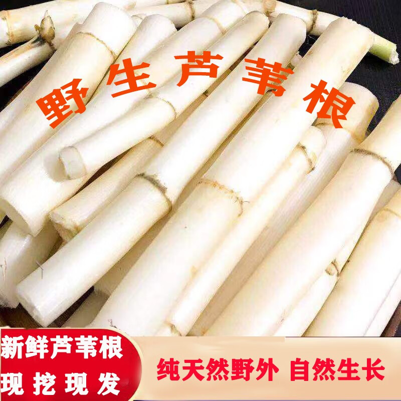 山东特产新鲜蔬菜野生芦苇根芦苇叶干芦根白茅根 新鲜芦韦根纟芍用 2