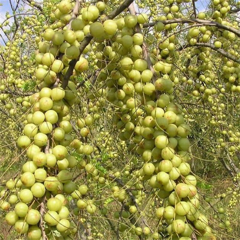 京营潮汕油甘新鲜油甘牛甘果余甘果青果余甘子榨汁腌