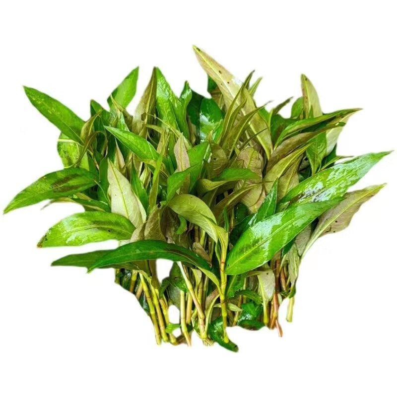 zxc云南香柳叶 香辣柳香柳菜 新鲜傣味泰国调料 凉拌去腥煮鱼 250g