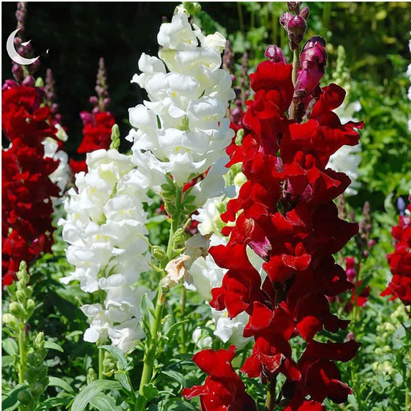 金鱼草 相关京东优惠商品销量升序排行榜 价格图片品牌优惠券 虎窝购