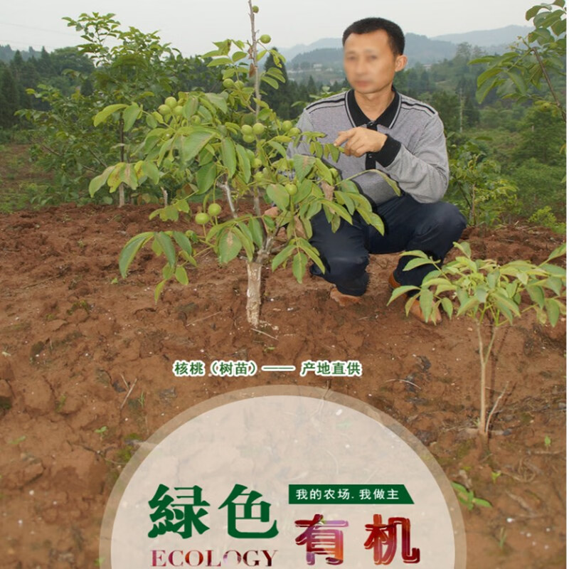 核桃树苗 核桃苗8518嫁接苗薄皮核桃树南方北方种植庭院当年结果四季