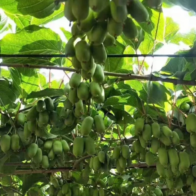 红心软枣果树苗猕猴桃树苗自花受粉盆栽地栽当年结果南北方可种植 6年