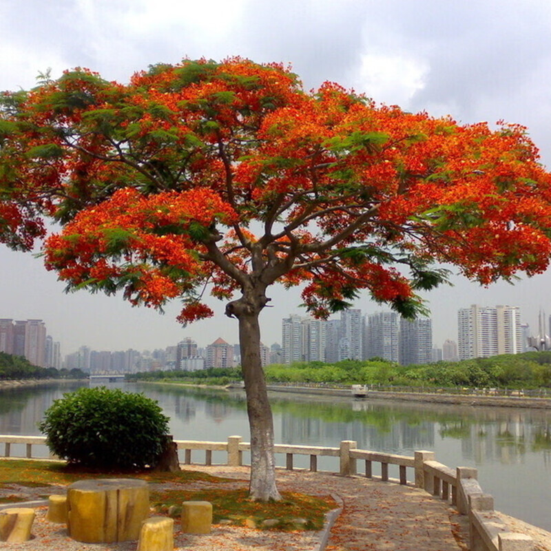 树苗珍贵名树庭院园林绿化苗木南方种植观赏凤凰花风景