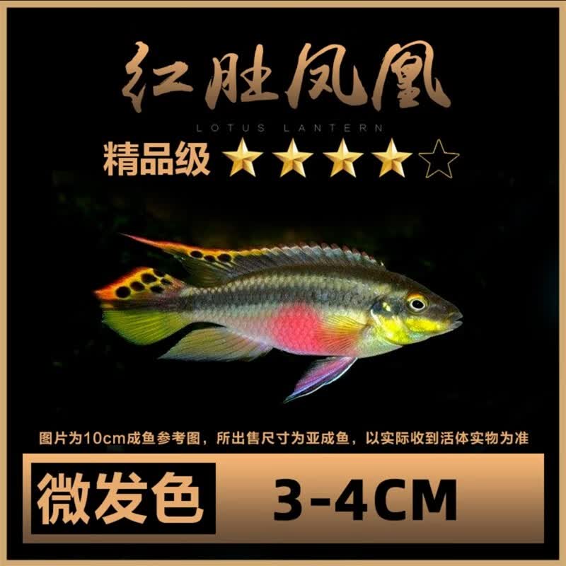 蓝阿里非洲王子热带鱼岩栖小型淡水鱼观赏鱼活体 3-4cm红肚凤凰1条