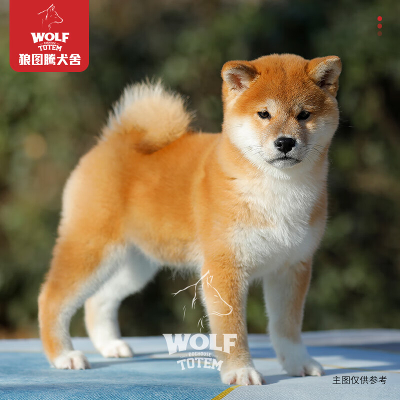 京狼图腾国际赛级血统认证柴犬幼犬纯种冠军级赛级小体柴犬双血统柴犬