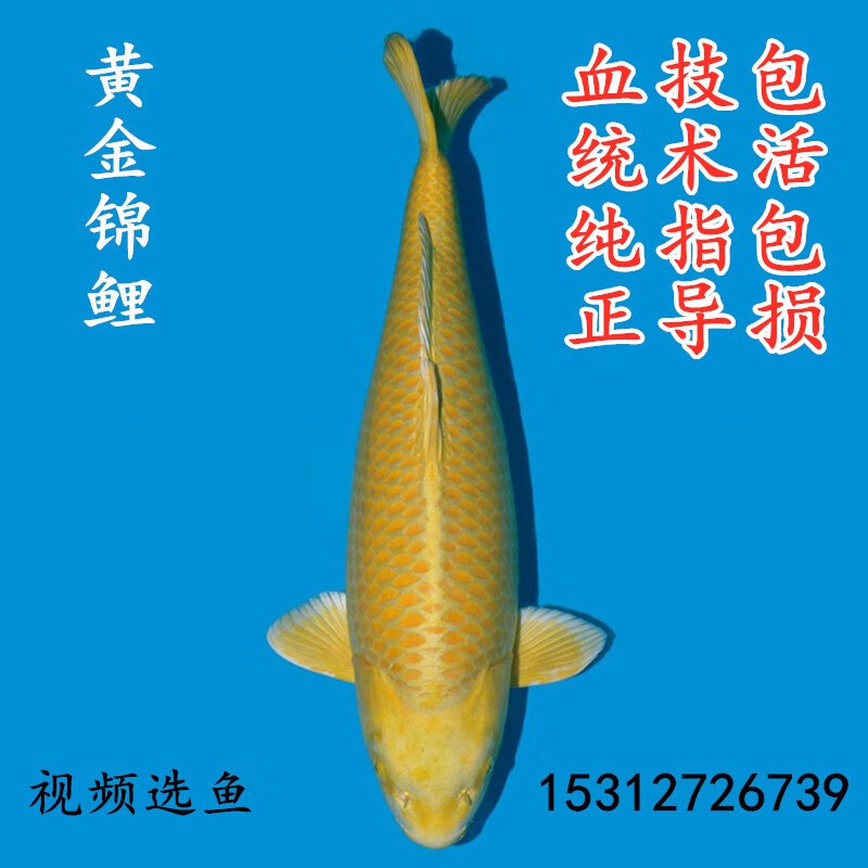 水族活体历史价格查询网站|水族活体价格走势