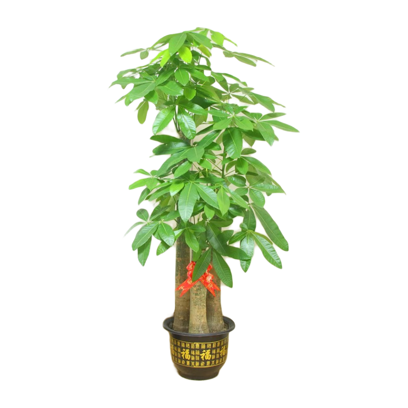 仙植緣【2小時同城配送】2米大型發(fā)財樹盆栽綠植辦公室客廳開業(yè)喬遷送禮 |約1.7米|步步高發(fā)財樹|原始盆 專車送貨 更快更好