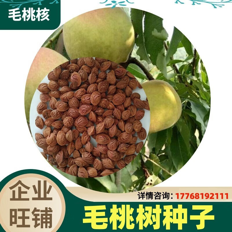 京腾花卉毛桃种子毛桃核水蜜山毛桃树嫁接用野生山桃胡黄桃油桃紫红叶