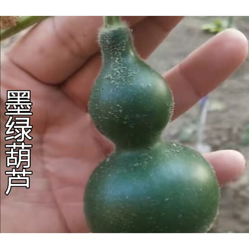 墨绿小葫芦种子 翡翠葫芦籽 紫金小葫芦种子手捻葫芦种孑苗文玩 5粒