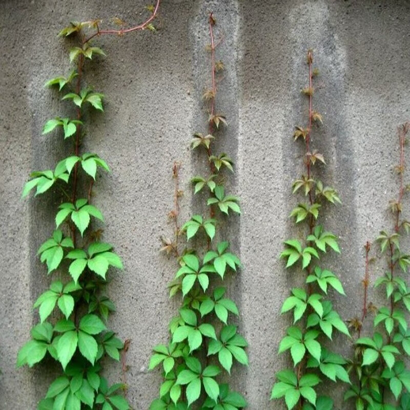 苗 爬墙虎苗 美国五叶地锦花卉树苗攀援爬藤植物庭 60-1m长三叶爬山虎
