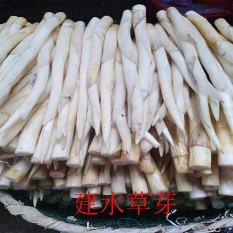 宜享健康云南特产建水草芽象牙菜舌尖美食农家新鲜蔬菜产地直销现挖农