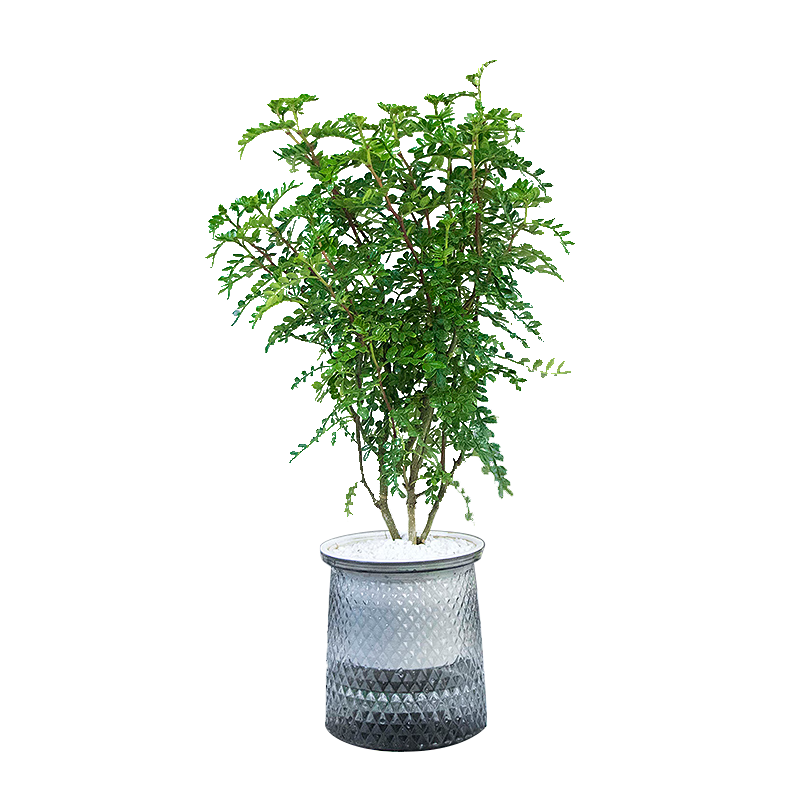 欧悟 清香胡椒木盆栽 驱蚊植物四季常青好养室内花卉绿植树苗盆景 八年盆景苗【带土球】 不含盆