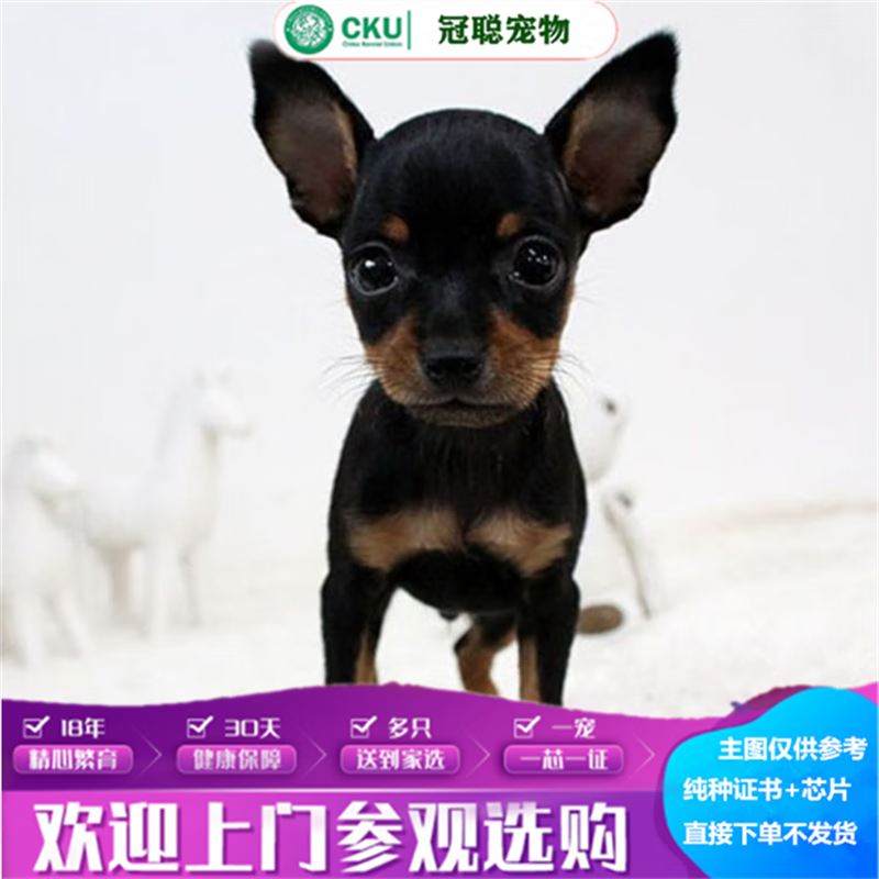 冠聪迷你杜宾犬活体宠物狗狗小体铁包金小鹿犬活物超小体茶杯型小鹿犬