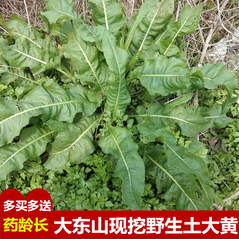 康中尊野土大黄根新鲜血三七化雪莲大青牛舌头生牛耳