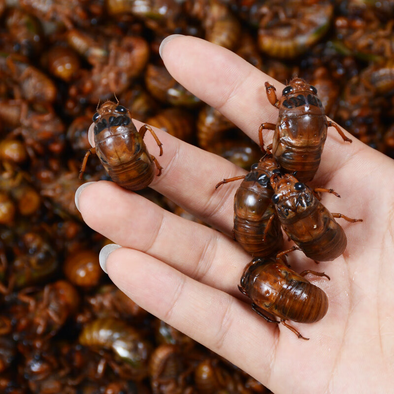 果鲜岛1斤金蝉知了猴新鲜2023年蝉蛹活体速冻爬叉猴蚱结了龟鲜活 金蝉