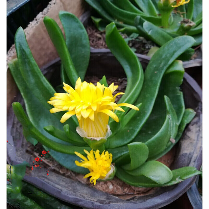 南有竹佛手掌花卉佛手掌佛手托金舌葉花喜歡水的多肉植物雙色花變 金不含盆