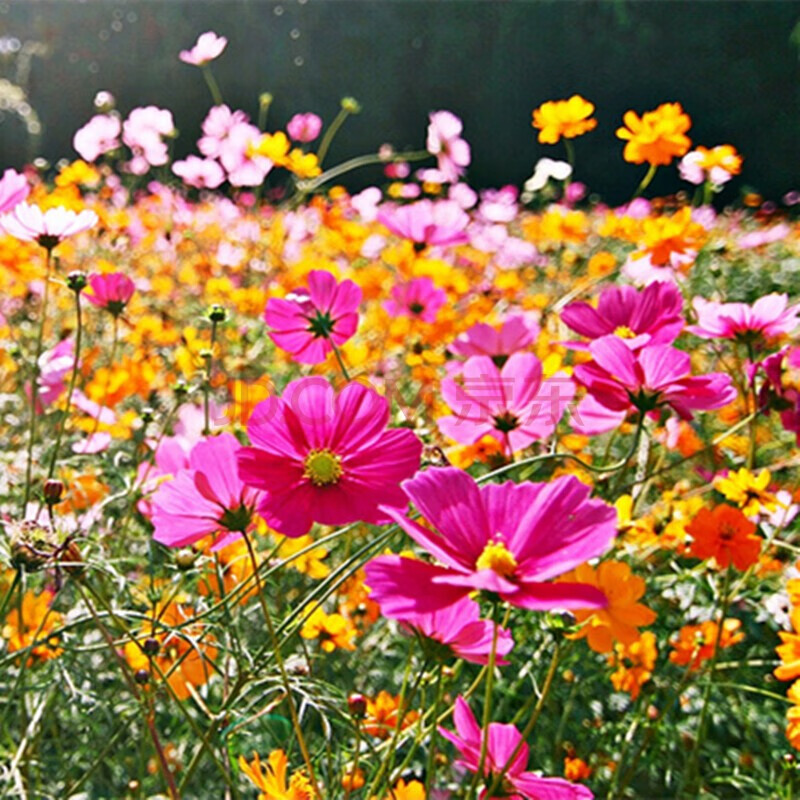 花种籽百日草菊野花组合菊花花海种植高杆矮杆混色 波斯菊混色半斤