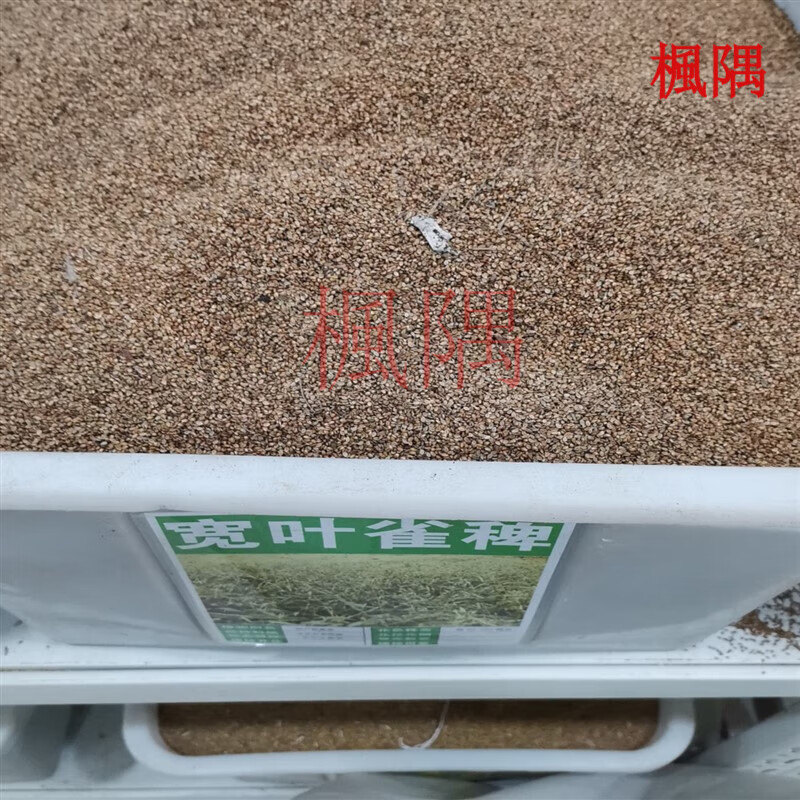 楓隅宽叶雀稗草籽宽叶草种子护坡种畜禽牛羊鱼兔籽草坪草籽 宽叶雀稗