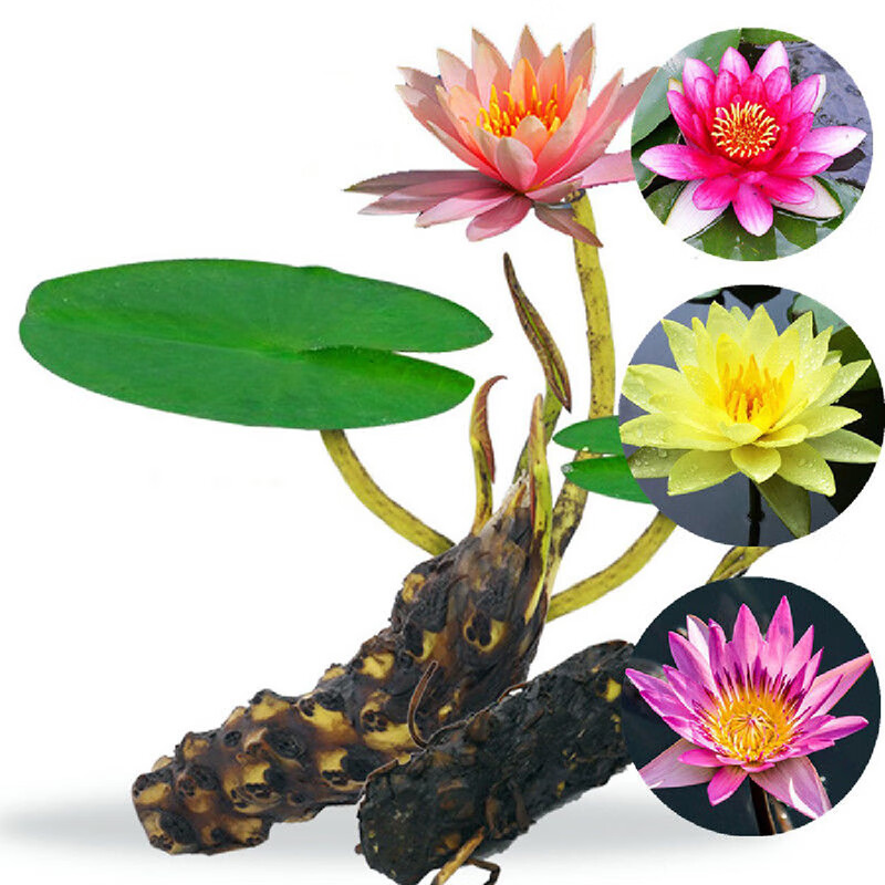镜之月四季开花睡莲水培植物睡莲根块种藕荷花莲花室内外阳台盆栽 混