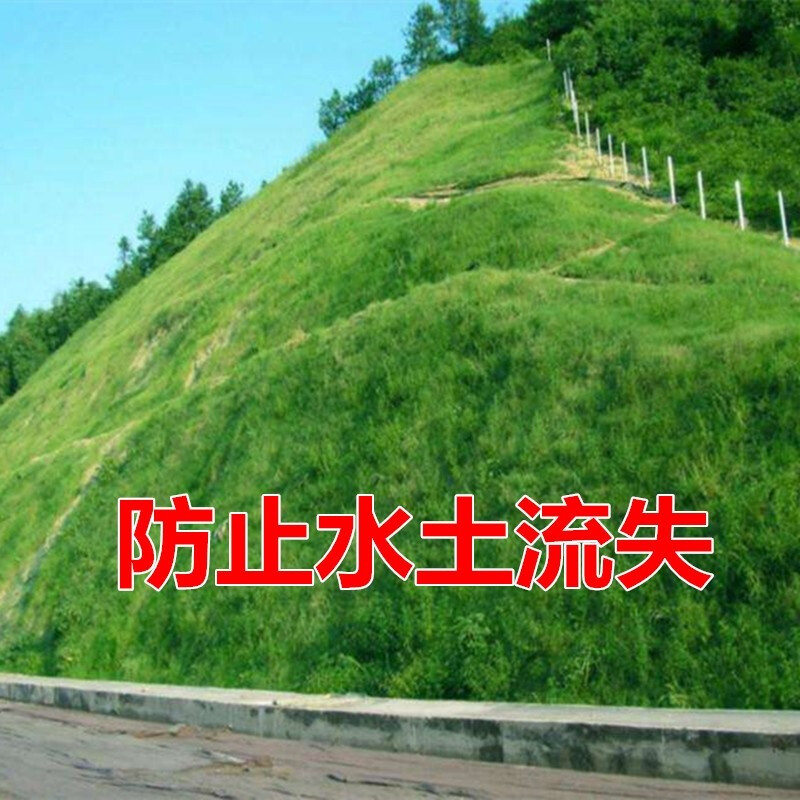 耐寒耐旱耐践踏不修剪园林绿化工程草种子/ 【护坡王】河堤护坡一斤
