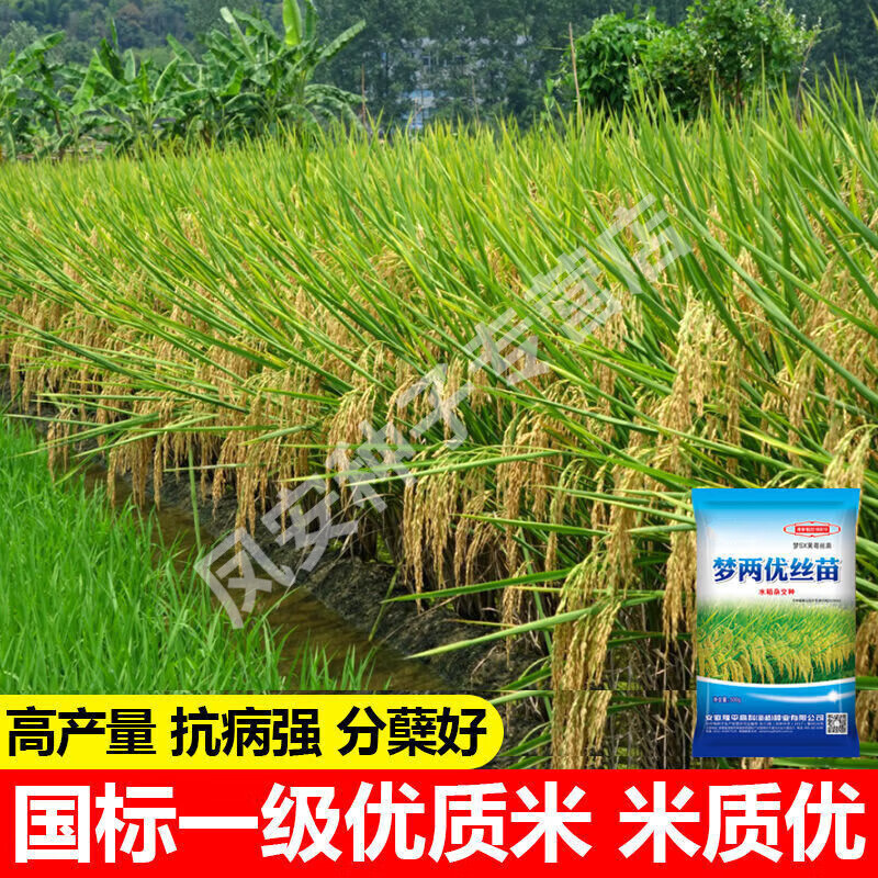 梦两优丝苗谷种杂交水稻种子超抗倒抗病耐热米质 500g1袋