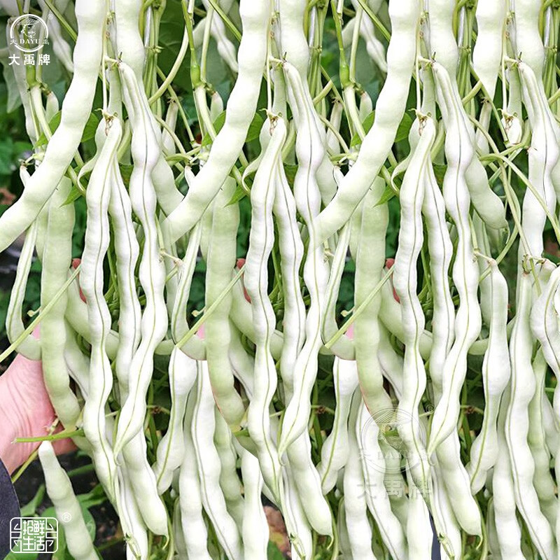 大禹白不老豆角种子四季豆摘不败芸豆籽老来少压塌架四季豆种子春季