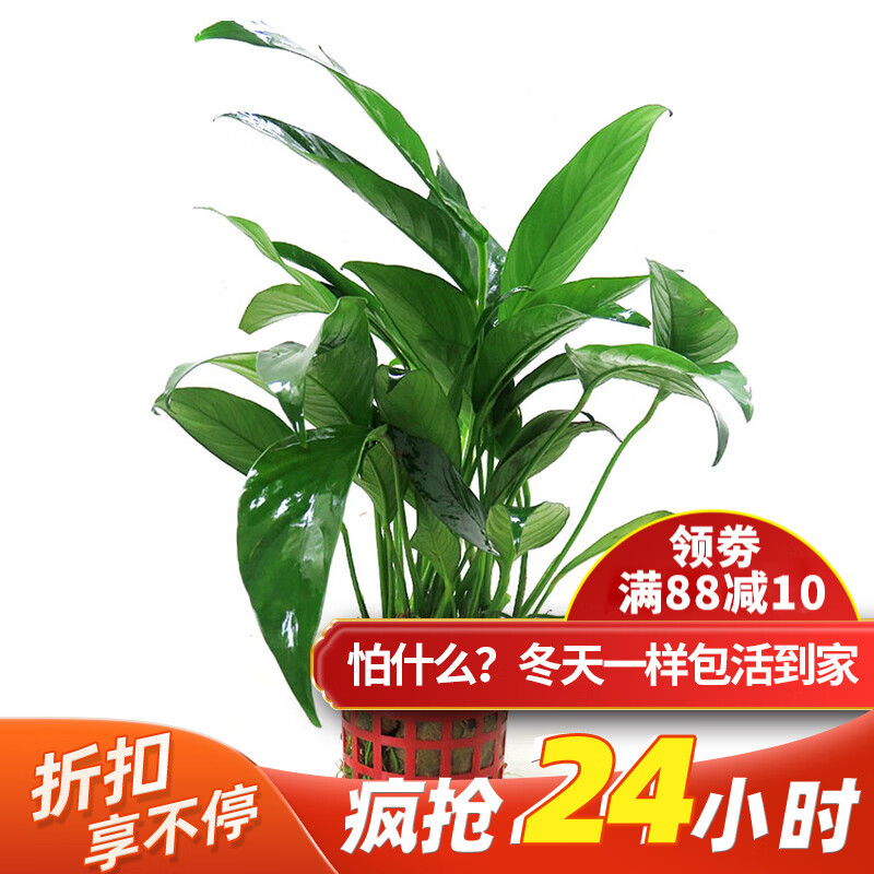 云峰海瑞水榕水草活体鱼缸造景套餐水榕椒榕活水草懒人新手真水草活体 丹麦榕杯装使用感如何?