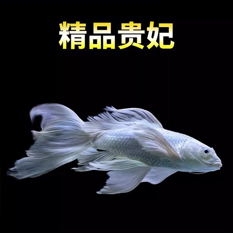 水财神台湾蝴蝶鲤龙凤长尾观赏鱼活体好养混养淡冷水鱼锦鲤金鱼白金