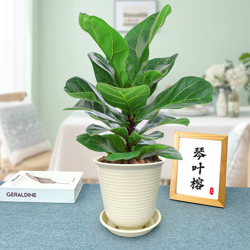 嗨绿琴叶榕大叶盆栽绿植室内客厅落地大型棒棒糖易活乔迁新居入户好养