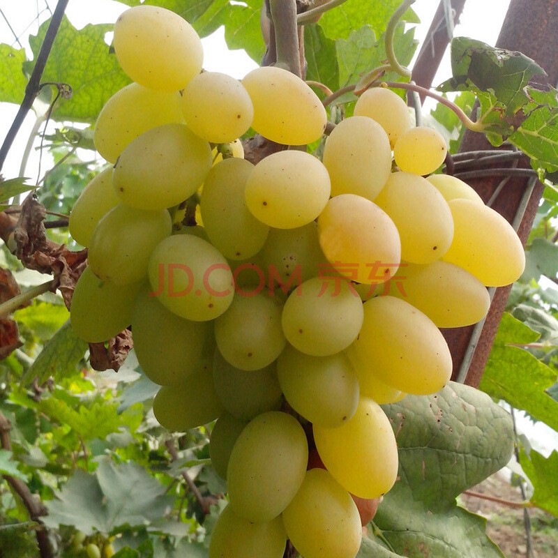 白牛奶葡萄  5年苗【结果多多】