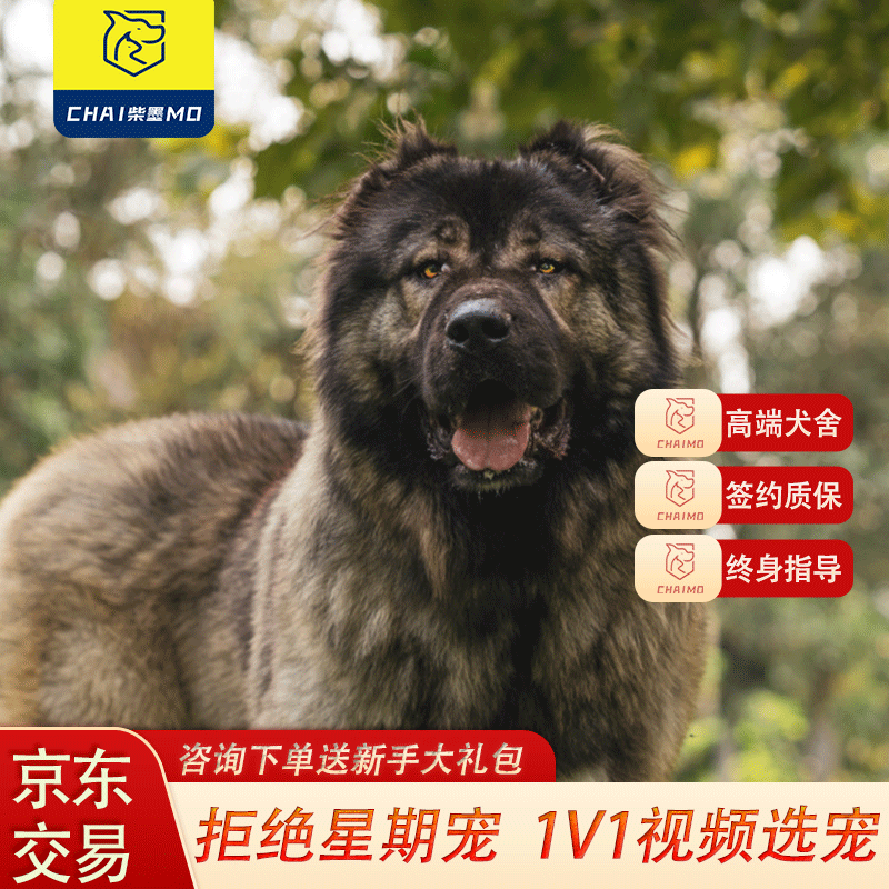 柴墨精品纯种高加索幼犬巨型犬狗狗活体幼崽牧羊犬【签订合同下单】