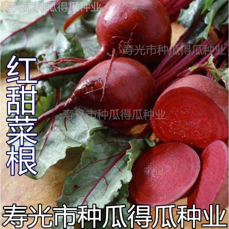荷兰进口红甜菜根种子 春季秋季蔬菜种子阳台大田 生吃沙拉易栽培