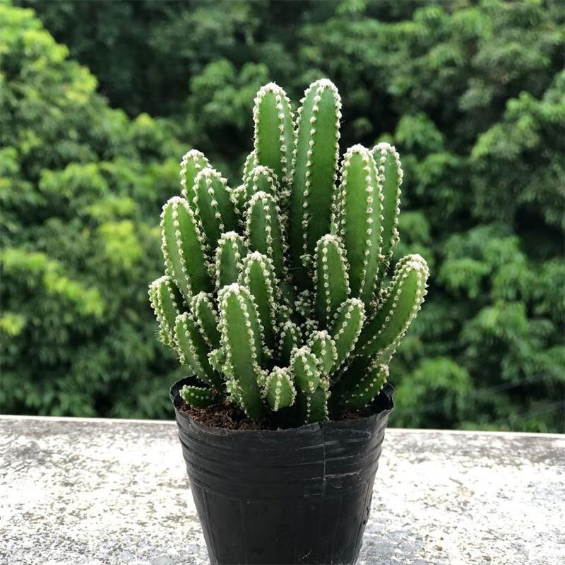 万重山仙人掌多肉植物花卉盆栽绿植室内阳台易养护耐旱吸水盆 万重山1