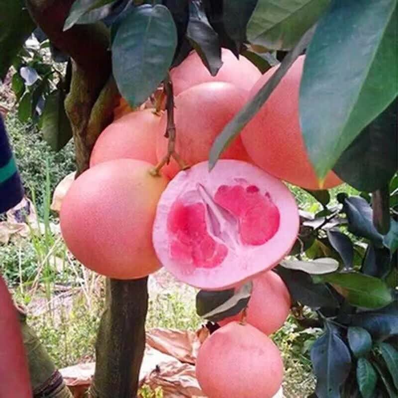 嫁接柚子苗红心三红蜜柚胡柚果树苗南方种植盆栽地栽当年结果庭院 三红密柚 3年苗 明年结果怎么看?