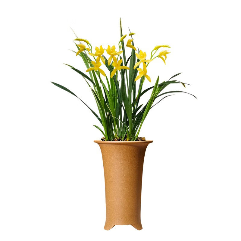 劉閣蘭花建兰四季兰花苗十里桃花 夏带浓香花苞出售 有香味的花卉绿植盆栽 金边黄月2苗连体裸根