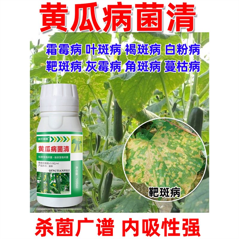 豫掌门黄瓜专用药黄瓜杀菌剂靶斑病灰霉病角斑病斑点病霜霉病黄瓜通用