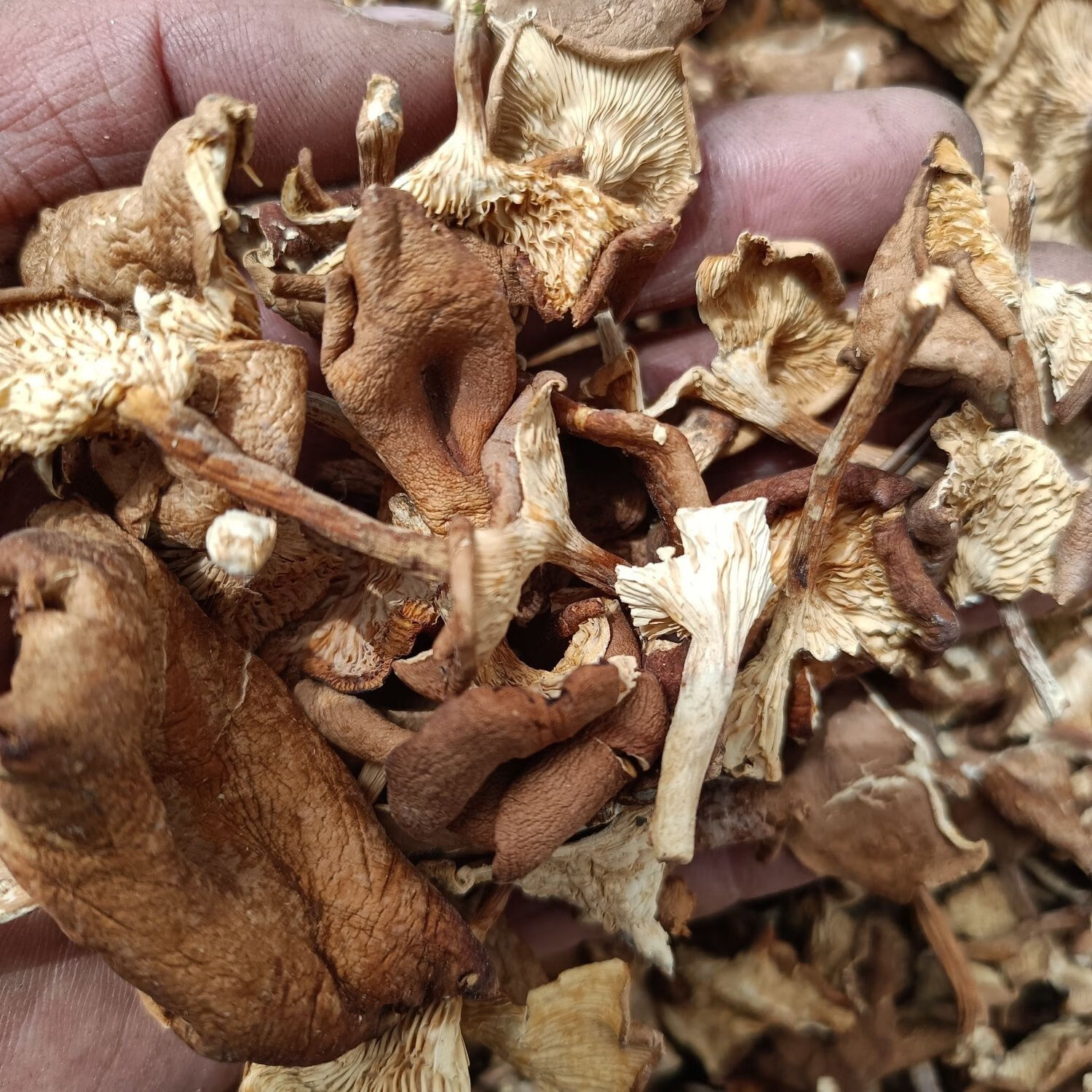 tlxt草蘑喇叭蘑酒盅蘑松树菌干货东北特产蘑菇新鲜煲汤炒肉鲜美 野生