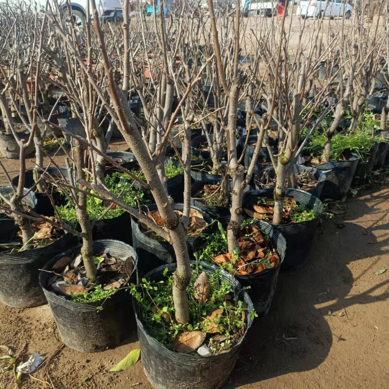 柿子苗树庭院果树老桩南方北方种植果苗 盆栽矮化甜柿地径3公分【当年