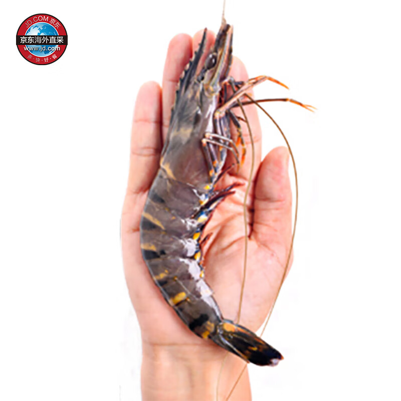 京东生鲜泰国活冻黑虎虾（特大号）850g 17-26只/盒 海鲜水产怎么样,好用不?