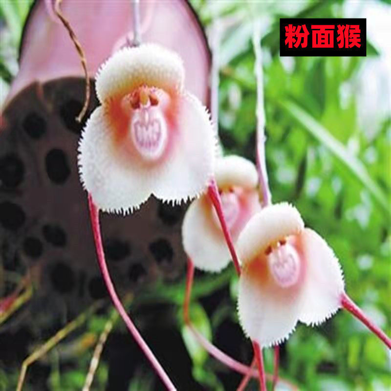 【耐寒植物】猴面球根花四季养殖花卉室内盆栽阳台植物冻不死盆栽 3粉