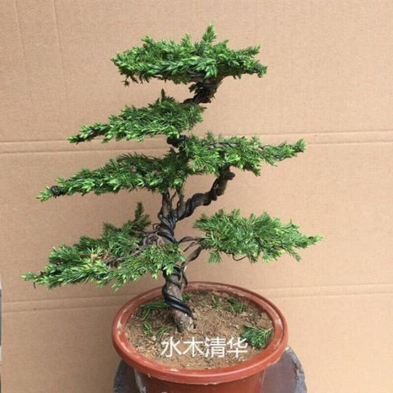 迎客松盆景素材真树罗汉松客厅松地柏造型小型盆栽办公室摆 6叶凌云造型紫砂盆+土 6和7叶的带盆其他不带